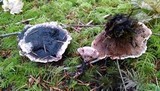 Hydnellum peckii image