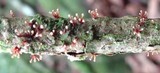Tubercularia lateritia image