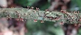 Tubercularia lateritia image