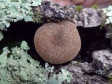 Pluteus thomsonii image