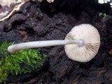 Pluteus thomsonii image
