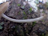 Pluteus thomsonii image