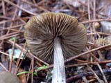 Entoloma sericeum image