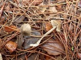 Entoloma sericeum image
