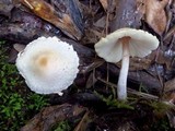 Lepiota cristata image