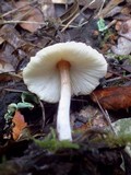 Lepiota cristata image