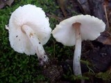 Lepiota cristata image