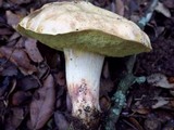 Boletus impolitus image