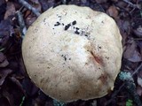 Boletus impolitus image
