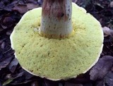 Boletus impolitus image