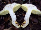 Boletus impolitus image