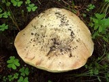 Boletus impolitus image