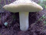Boletus impolitus image