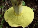 Boletus impolitus image