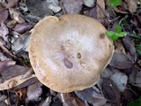 Suillus collinitus image