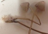 Mycena leptocephala image