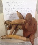 Lactarius rufus image