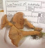 Lactarius substriatus image