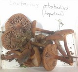 Lactarius atrobadius image