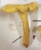 Cantharellus formosus image
