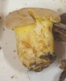 Cantharellus roseocanus image