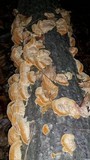 Xanthoporia radiata image