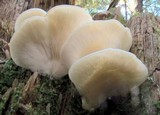 Pleurocybella porrigens image