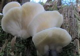 Pleurocybella porrigens image