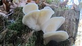 Pleurocybella porrigens image