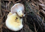 Hygrophorus flavodiscus image