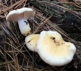 Hygrophorus flavodiscus image