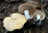 Hydnum umbilicatum image