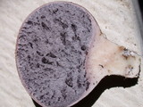 Scleroderma areolatum image