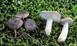 Lactarius mucidus image