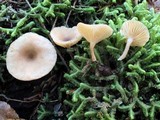 Lactarius griseus image