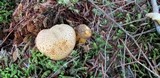 Pseudoboletus parasiticus image