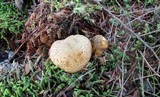 Pseudoboletus parasiticus image