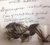 Gymnopus biformis image