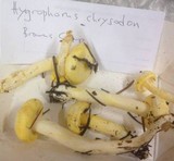 Hygrophorus chrysodon image