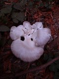 Pleurotus pulmonarius image