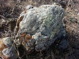 Thelomma mammosum image