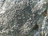 Thelomma mammosum image