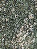 Thelomma mammosum image