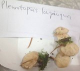 Pleurotopsis longinqua image