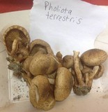Pholiota terrestris image