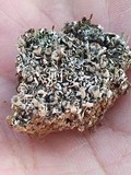 Cladonia pyxidata image