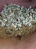 Cladonia pyxidata image