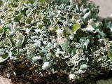 Cladonia pyxidata image
