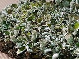 Cladonia pyxidata image
