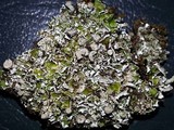 Cladonia pyxidata image